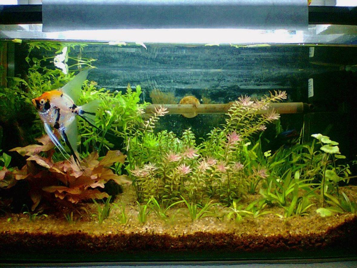 15 gallons planted tank (mostly live plants and fish) - My First attempt to nature aquarium.This is a 1 month Old Tank.