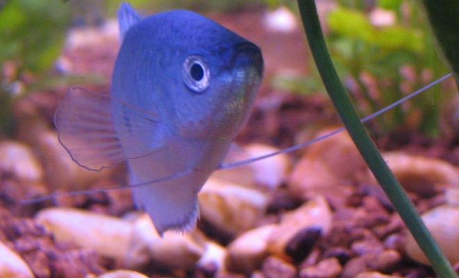 freshwater fish - trichogaster trichopterus - blue gourami stocking in 30 gallons tank - My gorumi!