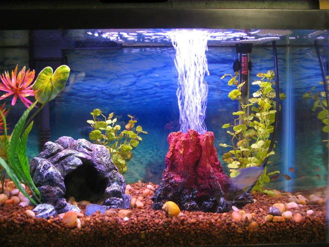 30 gallons freshwater fish tank (mostly fish and non-living decorations) - My tank! 10 Gallon