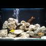 fish tank picture - My updated malawi tank