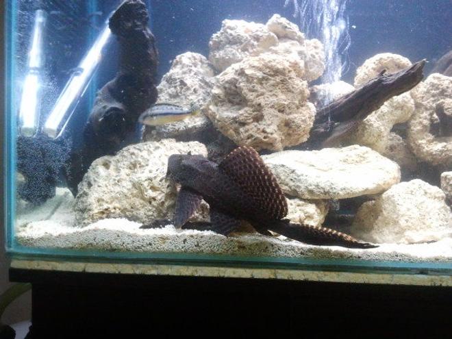 freshwater fish tank (mostly fish and non-living decorations) - Gibby