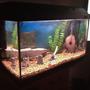 fish tank picture - My first fish tank
