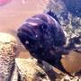 freshwater fish - pseudotropheus crabro - bumblebee cichlid stocking in 46 gallons tank - Bumble Bee