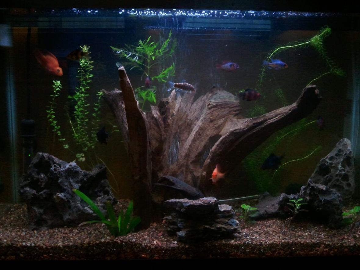 29 gallons freshwater fish tank (mostly fish and non-living decorations) - my lightly planted pride and joy.