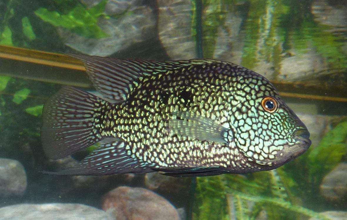 freshwater fish - herichthys cynoguttatus - texas cichlid stocking in 80 gallons tank - Texas Cichlid, looks blue to the eye, but when photographed with flash it looks green! :)