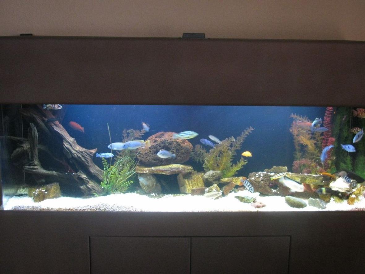 100 gallons freshwater fish tank (mostly fish and non-living decorations) - 100 gallon tru vu with mixed cichlids