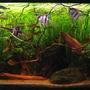63 gallons planted tank (mostly live plants and fish) - My biggest tank