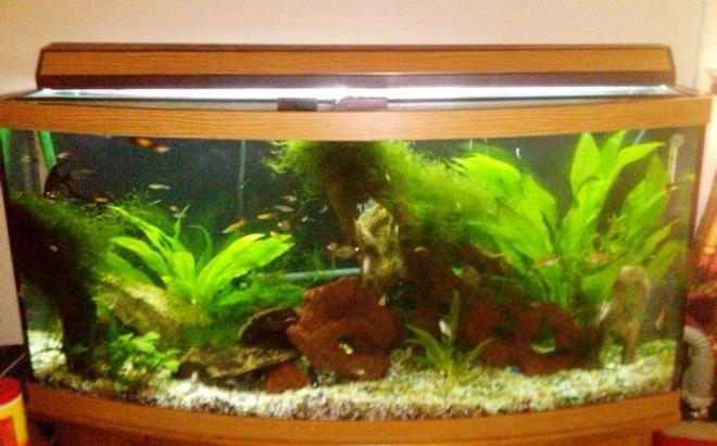72 gallons planted tank (mostly live plants and fish) - I have a natural tank, no fake plants, rocks or other decorations and I use Ehiem canister as my filter.