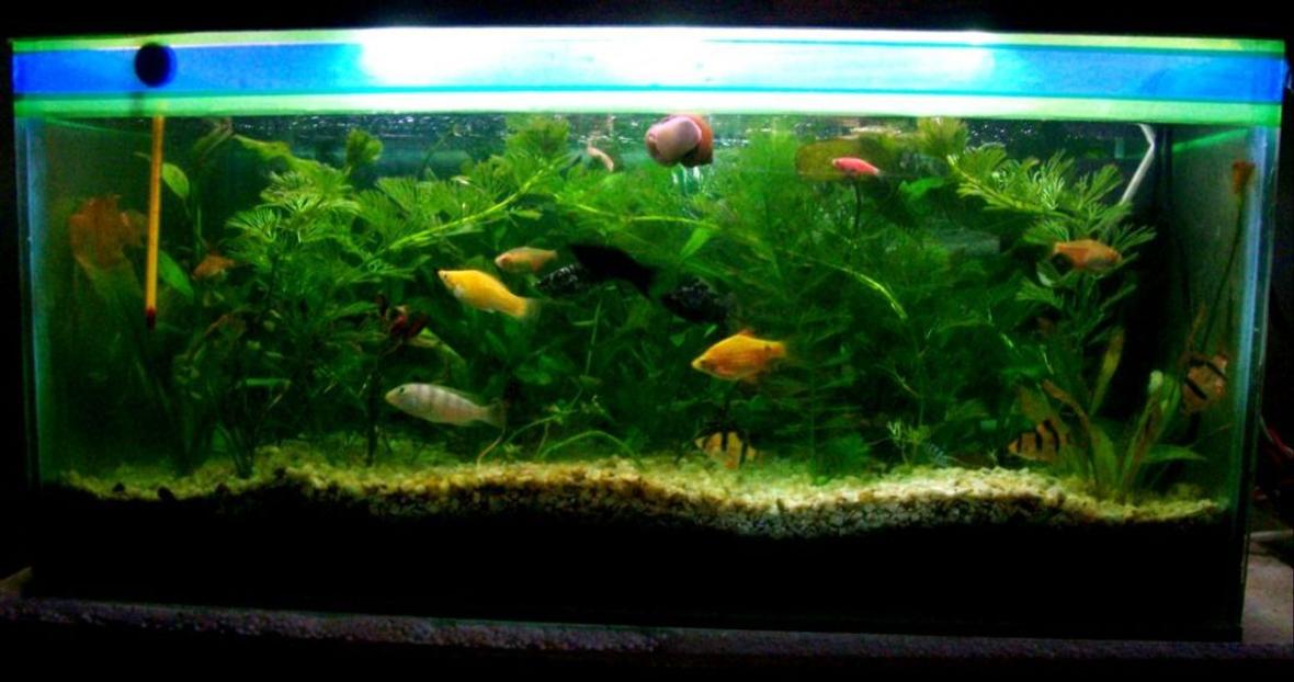 18 gallons planted tank (mostly live plants and fish) - All Live Plants Aquarium