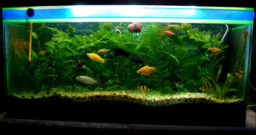 Rated #47: 18 Gallons Planted Tank - All Live Plants Aquarium