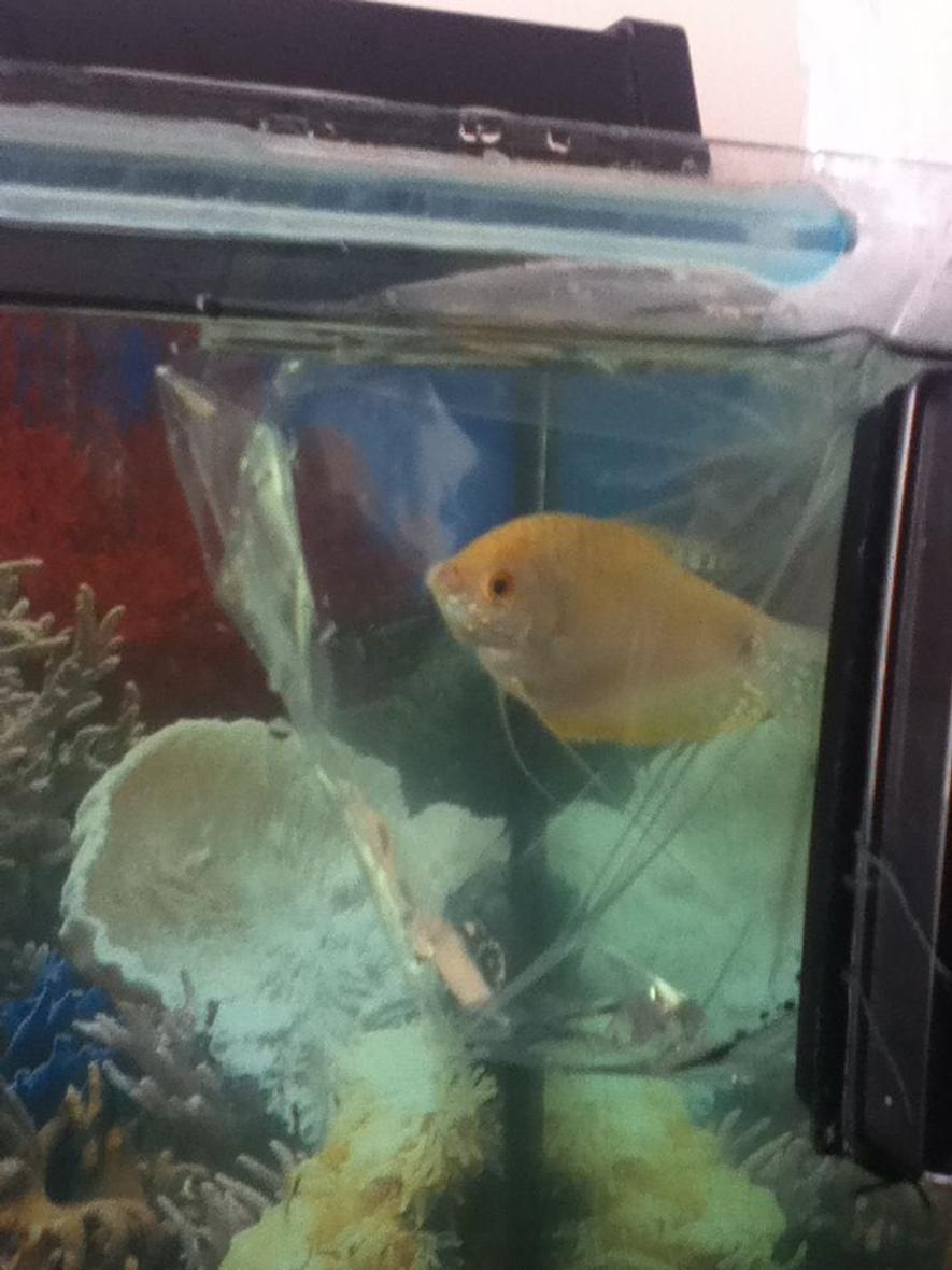 Rated #110: Freshwater Fish - Trichogaster Trichopterus - Platinum Gourami Stocking In 55 Gallons Tank - My platinum Gourami about to be released into his new home (got some shots of him in there but theyre not that good)