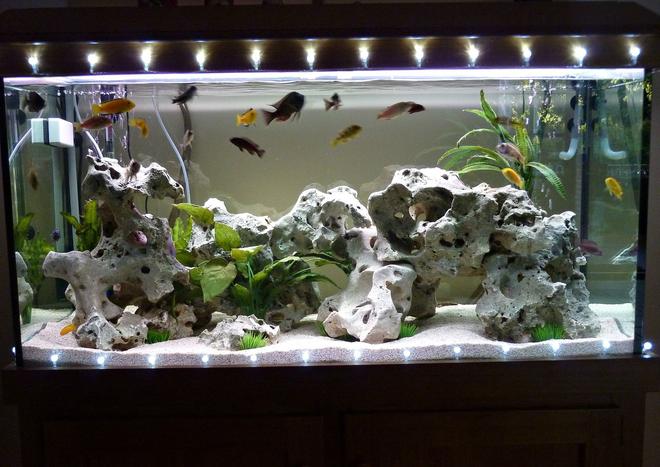 85 gallons freshwater fish tank (mostly fish and non-living decorations) - Freshwater aquarium decorated with Christmas lights for the festive season.