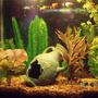 14 gallons freshwater fish tank (mostly fish and non-living decorations) - My tank is a 14g tall with 5 adult Platies, 1 adult Molly, and 2 Platy fry and 1 Molly fry. It has a large Greek vase cave, natural brown gravel, and 9 fake plants (silk and plastic).