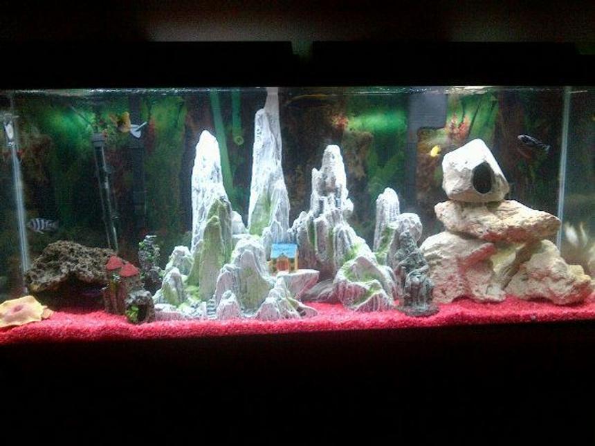 Rated #129: 55 Gallons Freshwater Fish Tank - Latest setup for the tank. Added more levels and rocks for the fish to enjoy. (sorry for the bad quality photo)