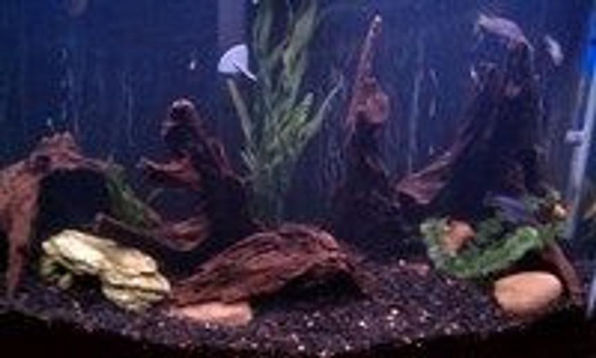 Rated #219: 35 Gallons Freshwater Fish Tank - Cichlids