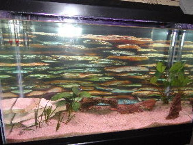 29 gallons freshwater fish tank (mostly fish and non-living decorations) - Wanting to add more plants and some driftwood, maybe suction cupped to the side glass with some interesting moss on the ground?