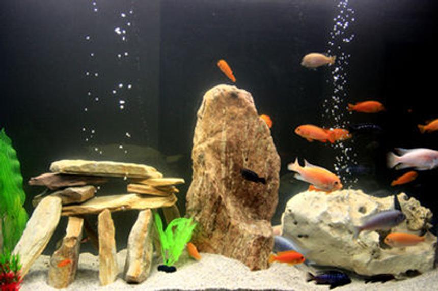 Rated #114: 100 Gallons Freshwater Fish Tank - first malawi