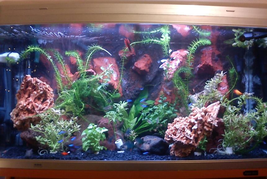 Rated #84: 46 Gallons Planted Tank - Hi
I made the 3d background myself the rock in the foreground is spaghetti rocks that came with a used tank i bought along with a few plants.Not really what you would call a heavily planted tank but I don't want to use co2 and HO lighting