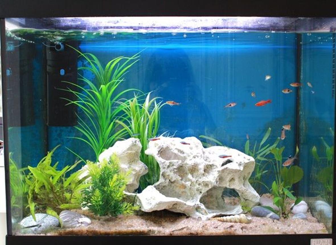 24 gallons freshwater fish tank (mostly fish and non-living decorations) - Fluval 90litres. Cherry barb, Harelquin rasbora and lambchop, cardinal and wild neon tetra. Rosy and black phantom tetra.