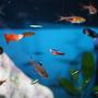 fish tank picture - Harlequins, Guppies, cardinals and Rosy tetras.