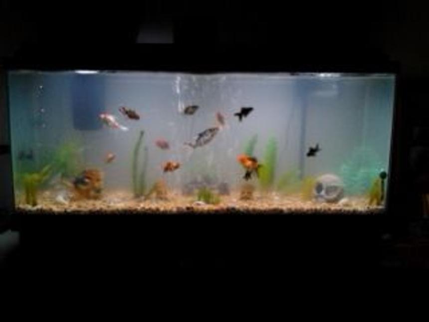 Rated #3989: 65 Gallons Freshwater Fish Tank - lots of fish in lots of plants