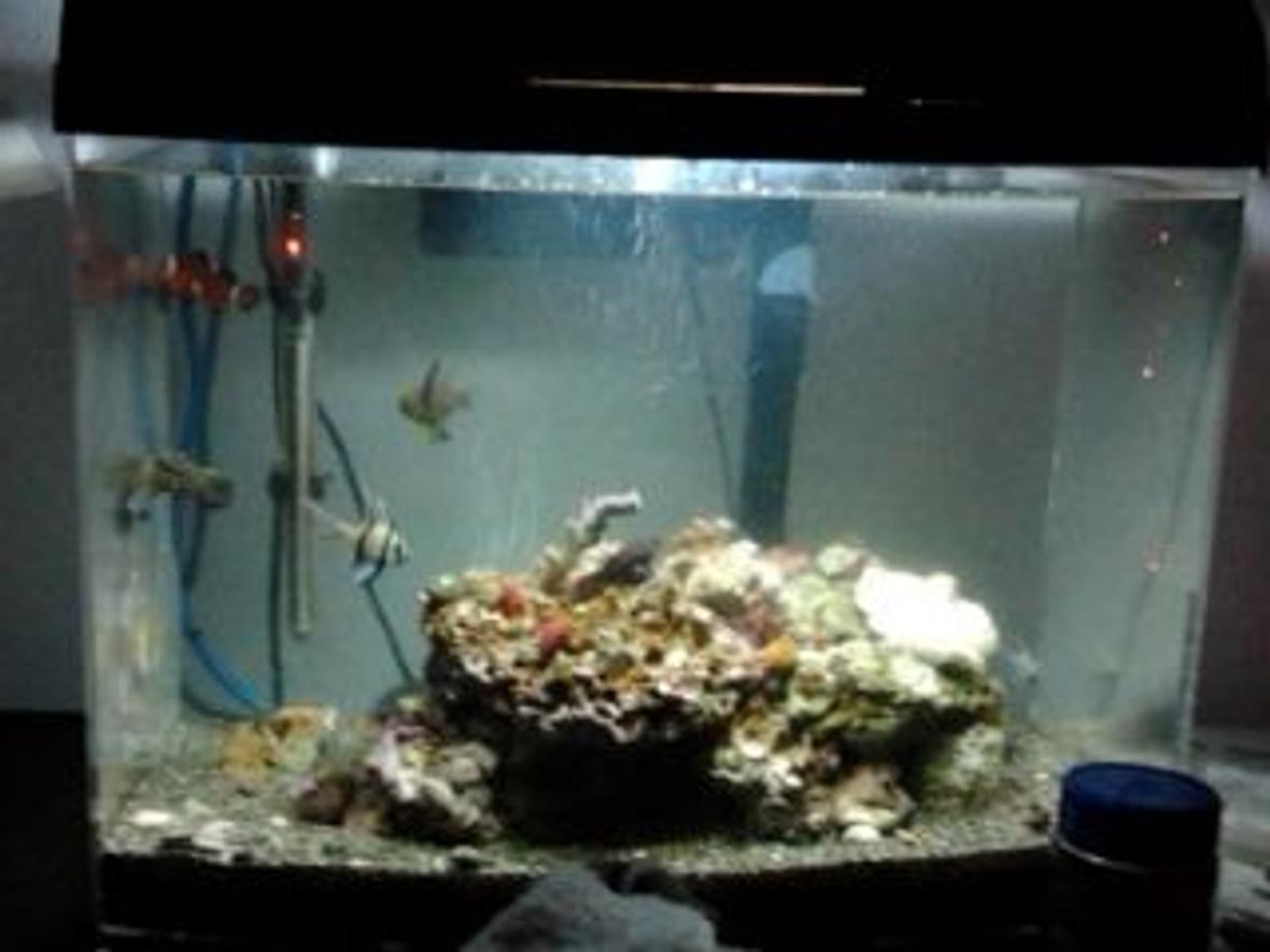 65 gallons saltwater fish tank (mostly fish, little/no live coral) - Salty