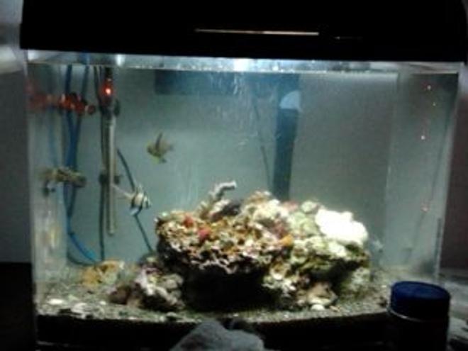 65 gallons saltwater fish tank (mostly fish, little/no live coral) - Salty