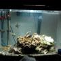 65 gallons saltwater fish tank (mostly fish, little/no live coral) - Salty