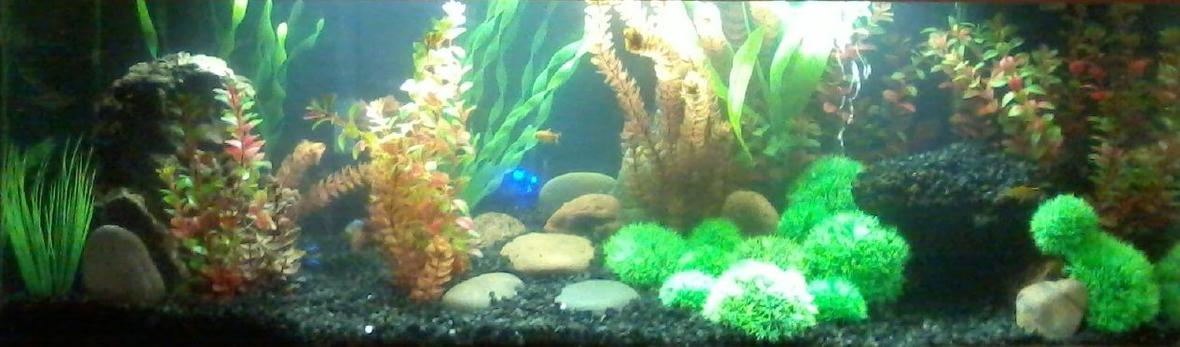60 gallons freshwater fish tank (mostly fish and non-living decorations) - the tank
