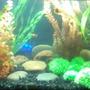 60 gallons freshwater fish tank (mostly fish and non-living decorations) - the tank