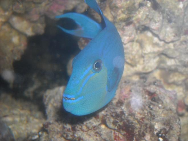 saltwater fish - odonus niger - niger triggerfish stocking in 65 gallons tank - my niger trig  "babe"