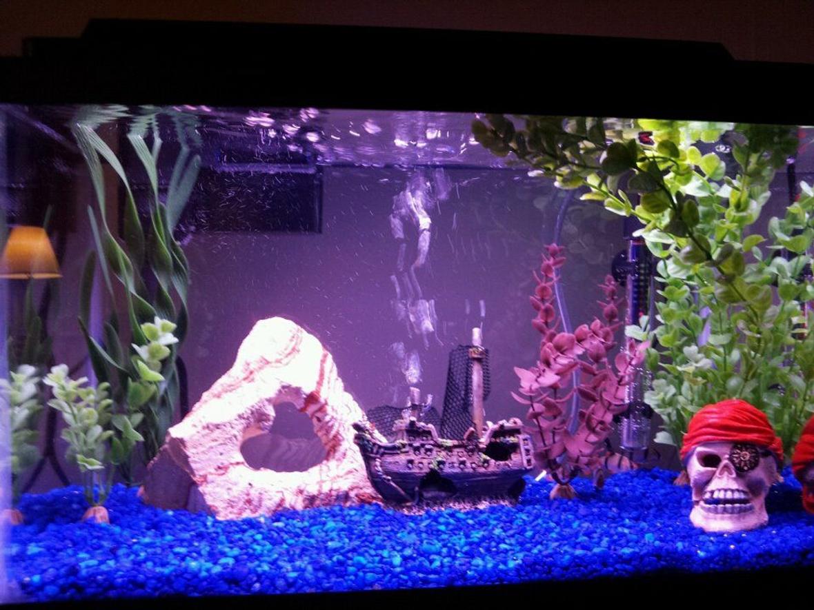 10 gallons freshwater fish tank (mostly fish and non-living decorations) - 10 gallon pirate theme with 5 tiger barbs