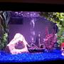 10 gallons freshwater fish tank (mostly fish and non-living decorations) - 10 gallon pirate theme with 5 tiger barbs