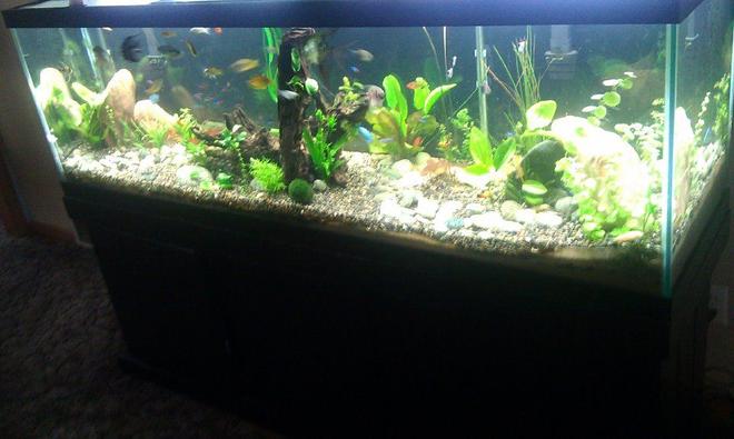 125 gallons planted tank (mostly live plants and fish) - my tank