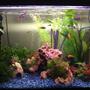 21 gallons freshwater fish tank (mostly fish and non-living decorations) - New gravel, plants, bogwood and decorations