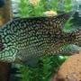freshwater fish - herichthys cynoguttatus - texas cichlid stocking in 150 gallons tank - Texas Cichlid