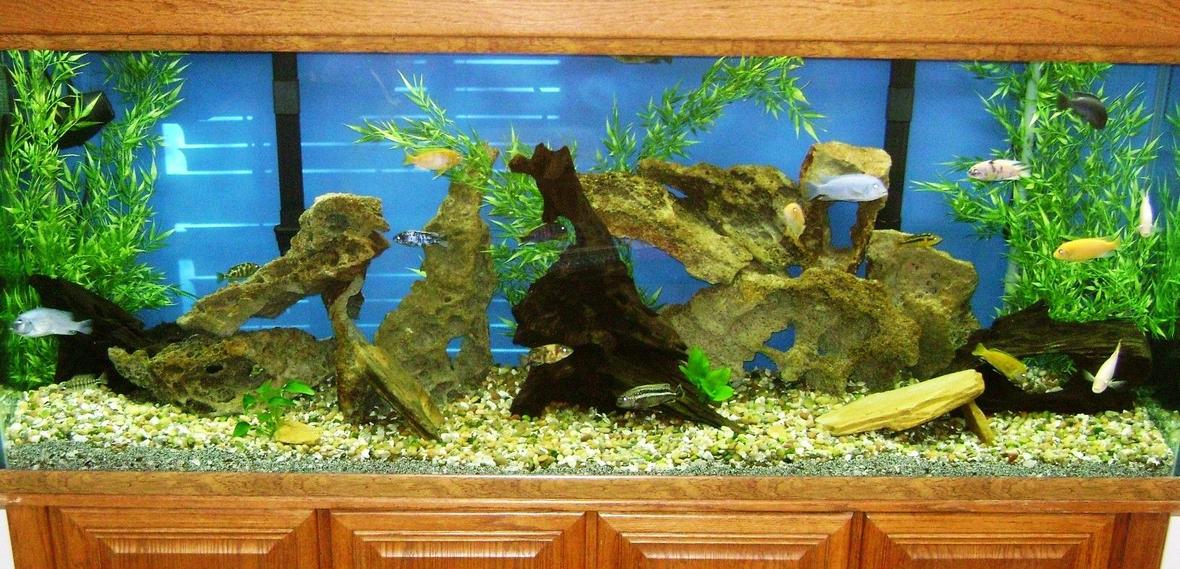 150 gallons freshwater fish tank (mostly fish and non-living decorations) - 150 Gallon