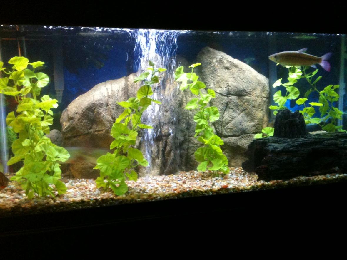 75 gallons freshwater fish tank (mostly fish and non-living decorations) - 75 Gallon fresh water