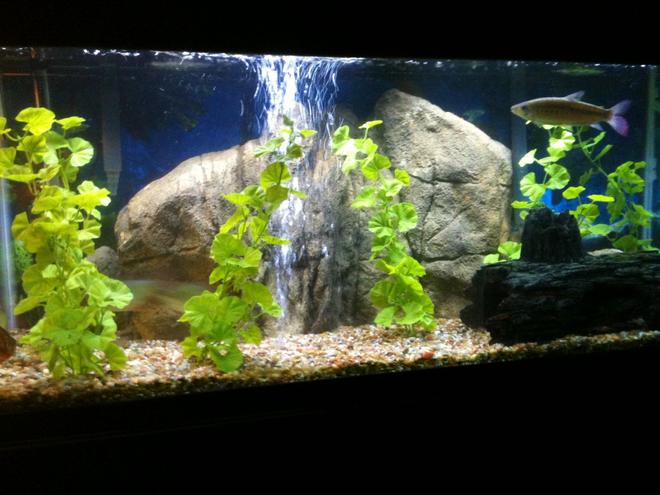 75 gallons freshwater fish tank (mostly fish and non-living decorations) - 75 Gallon fresh water