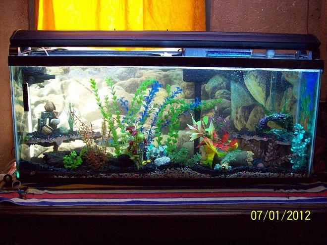 55 gallons freshwater fish tank (mostly fish and non-living decorations) - 55 gal, t5 lighting, 13 fish mostly cichilds, power head, aqueon filtration,crushed coral with assorted gravel, fake plants