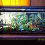 55 gallons freshwater fish tank (mostly fish and non-living decorations) - 55 gal, t5 lighting, 13 fish mostly cichilds, power head, aqueon filtration,crushed coral with assorted gravel, fake plants