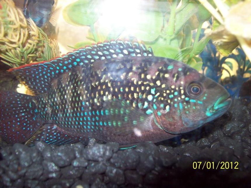 Rated #21: Freshwater Fish - Nandopsis Octofasciatum - Jack Dempsey Stocking In 55 Gallons Tank - Male Jack Dempsey