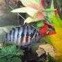 freshwater fish - archocentrus nigrofasciatus - black convict cichlid stocking in 55 gallons tank - Female Concivt Cichlid