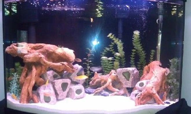 40 gallons freshwater fish tank (mostly fish and non-living decorations)