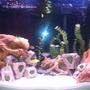 40 gallons freshwater fish tank (mostly fish and non-living decorations) -