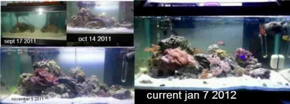 15 gallons reef tank (mostly live coral and fish) - my tank from start to current