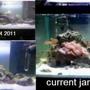 15 gallons reef tank (mostly live coral and fish) - my tank from start to current