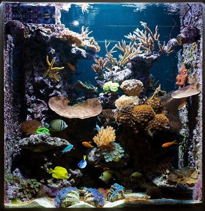 125 gallons reef tank (mostly live coral and fish) - 125 gallon see through reef aquarium.