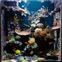 125 gallons reef tank (mostly live coral and fish) - 125 gallon see through reef aquarium.