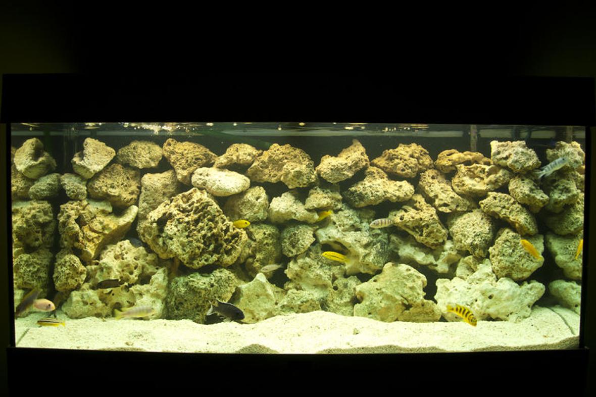 180 gallons freshwater fish tank (mostly fish and non-living decorations) - Malawi Mbuna Setup